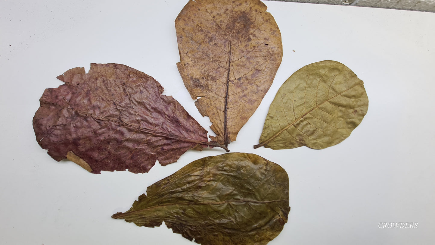 CATAPPA LEAVES  ( Terminalia catappa )
