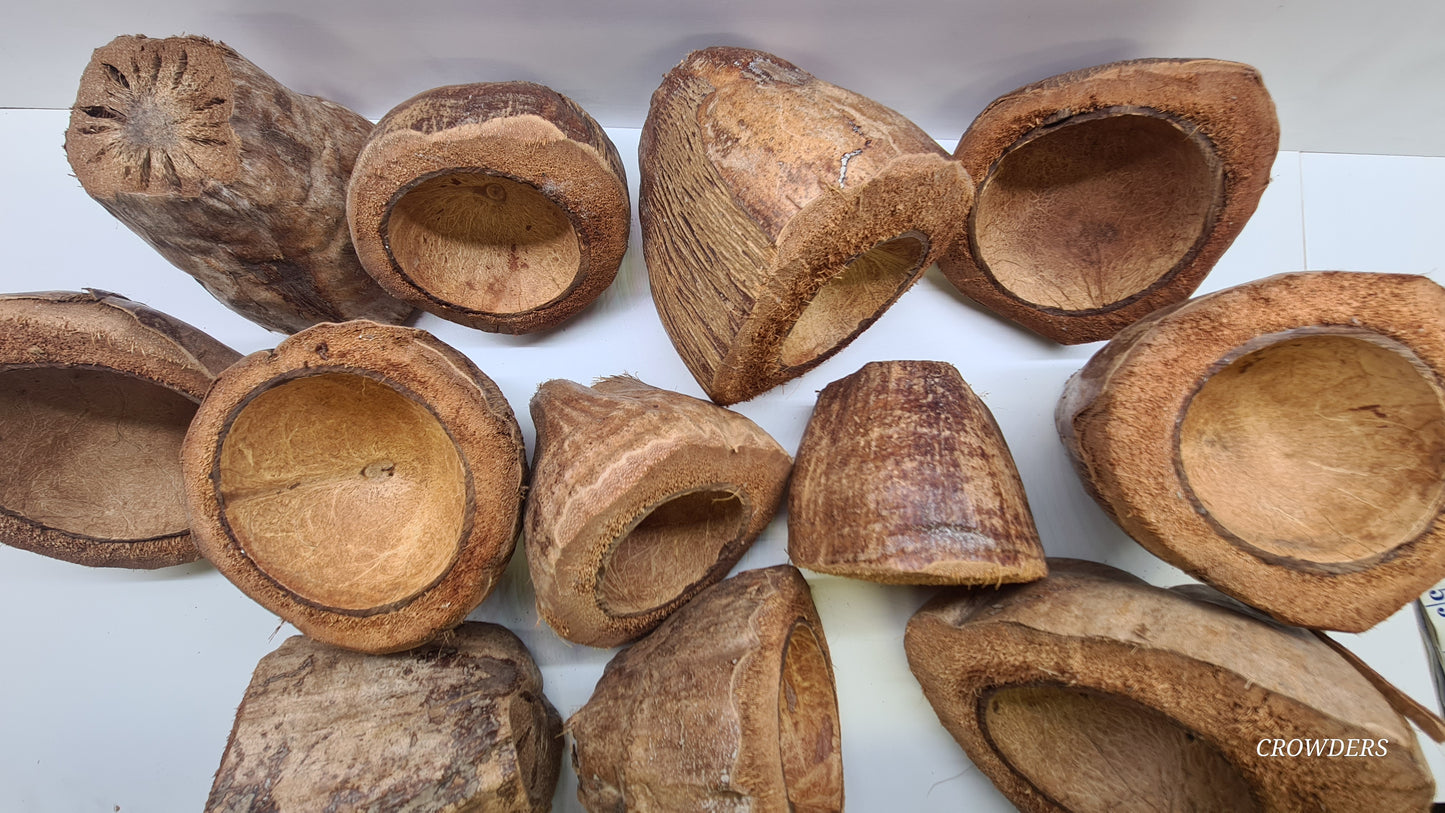 COCONUT CUP / POTS