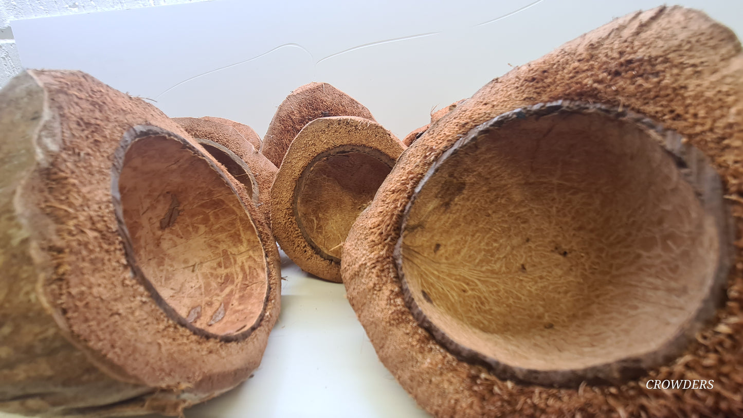 COCONUT CUP / POTS