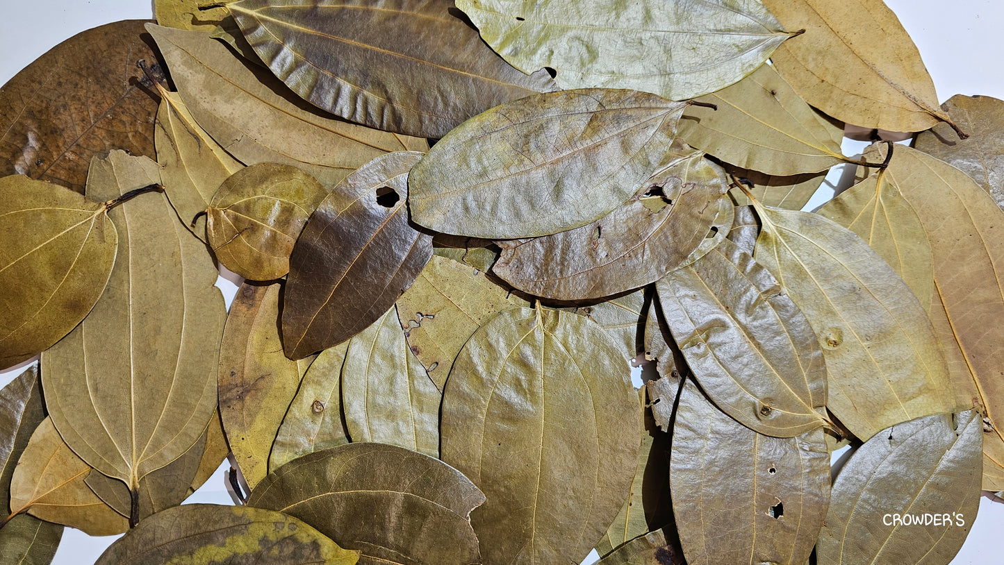CINNAMON LEAVES ceylon  ( Cinnamomum verum )