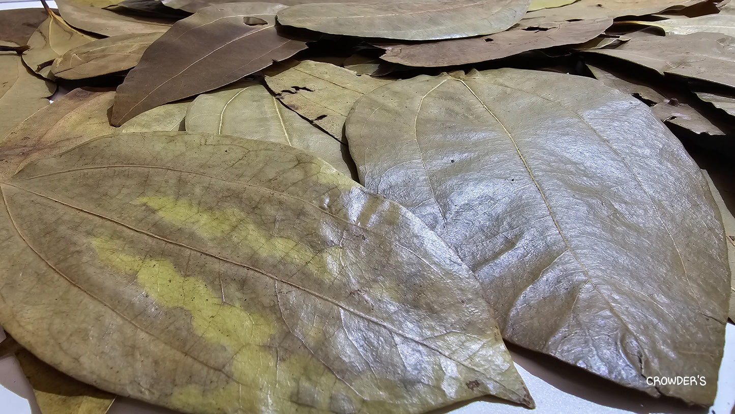 CINNAMON LEAVES ceylon  ( Cinnamomum verum )