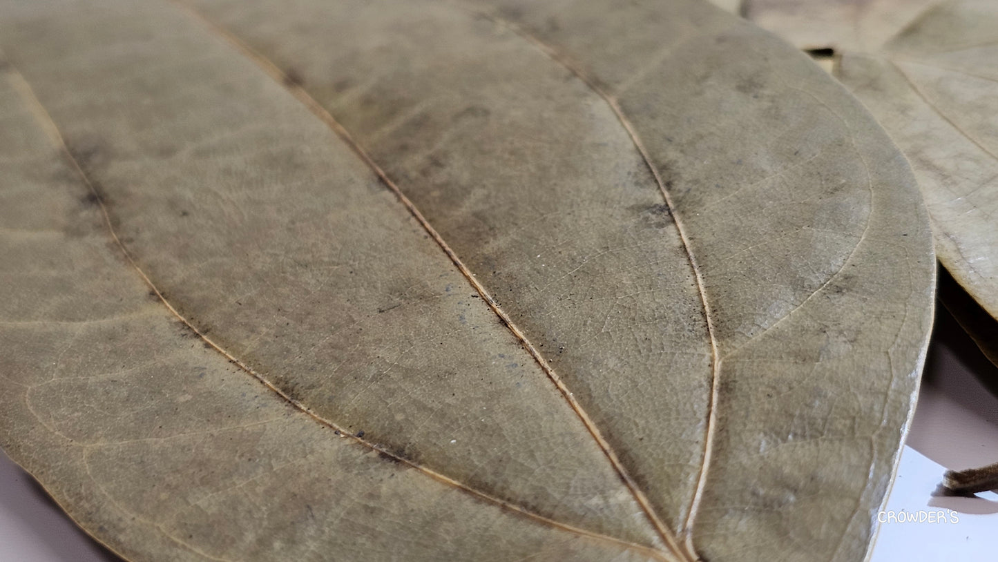 CINNAMON LEAVES ceylon  ( Cinnamomum verum )