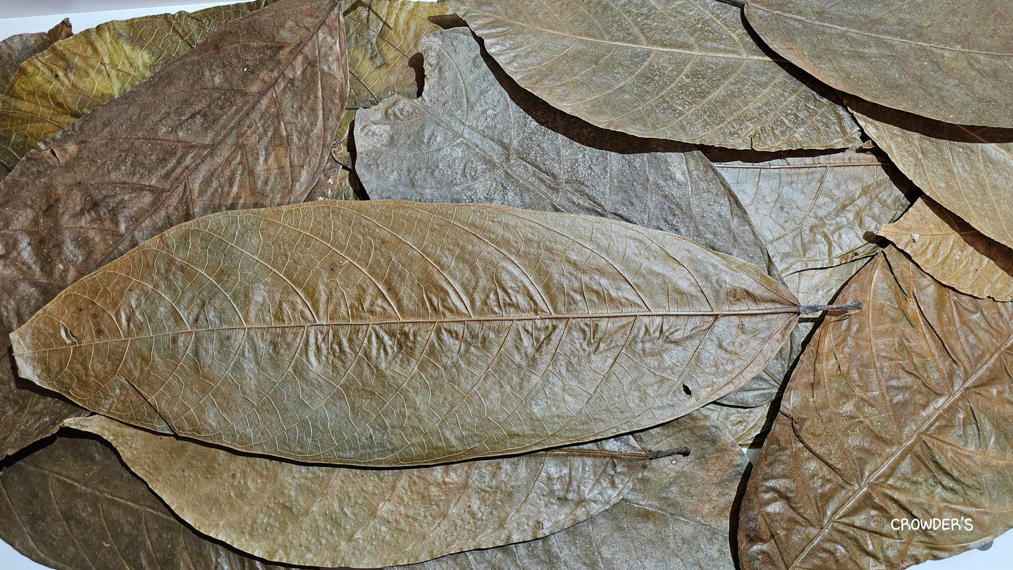 COCOA LEAVES ( Theobroma cacao )