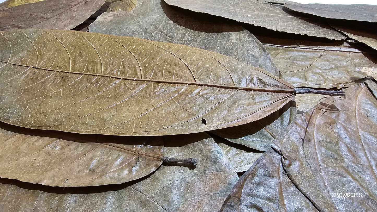 COCOA LEAVES ( Theobroma cacao )