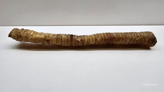 LONG BEEF TRACHEA