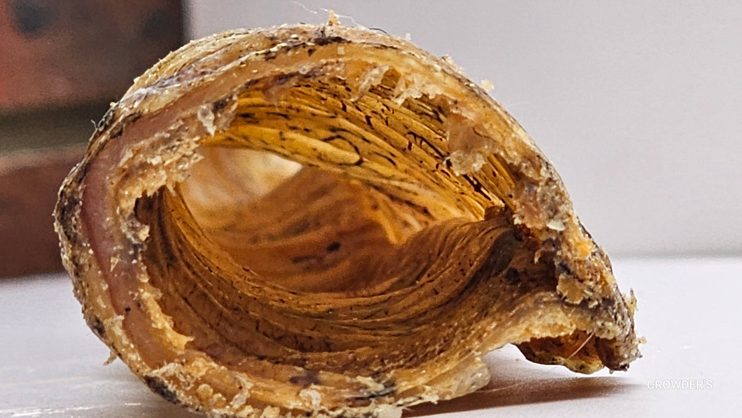 LONG BEEF TRACHEA
