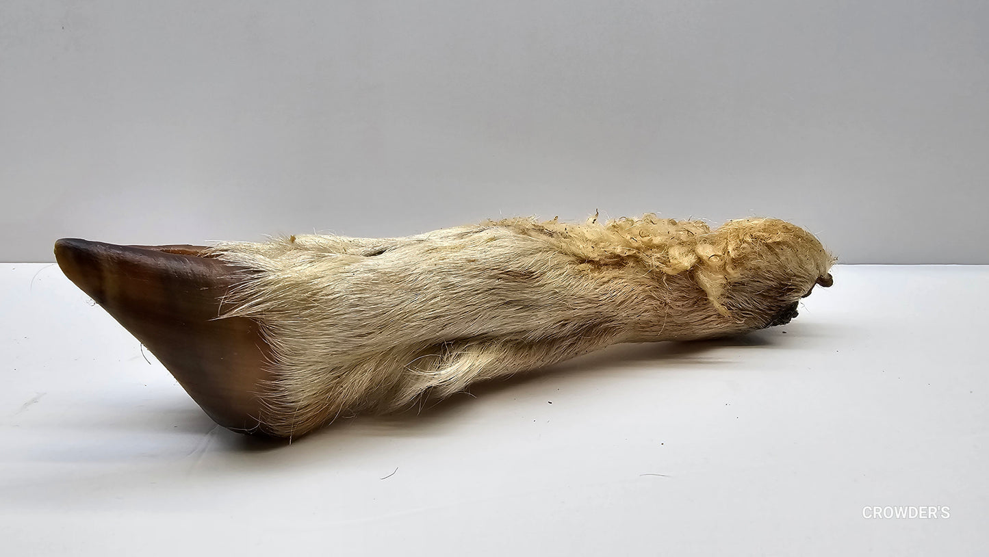 HAIRY LAMB TROTTER