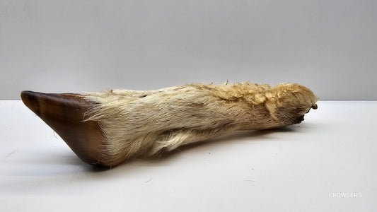 HAIRY LAMB TROTTER