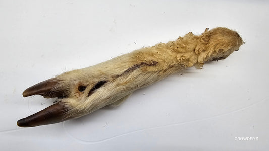 HAIRY LAMB TROTTER