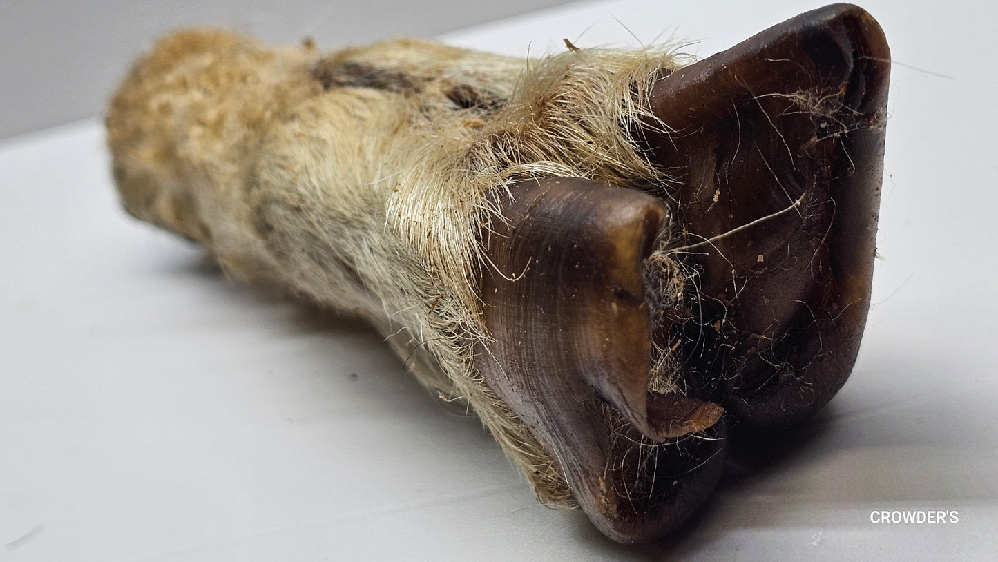 HAIRY LAMB TROTTER