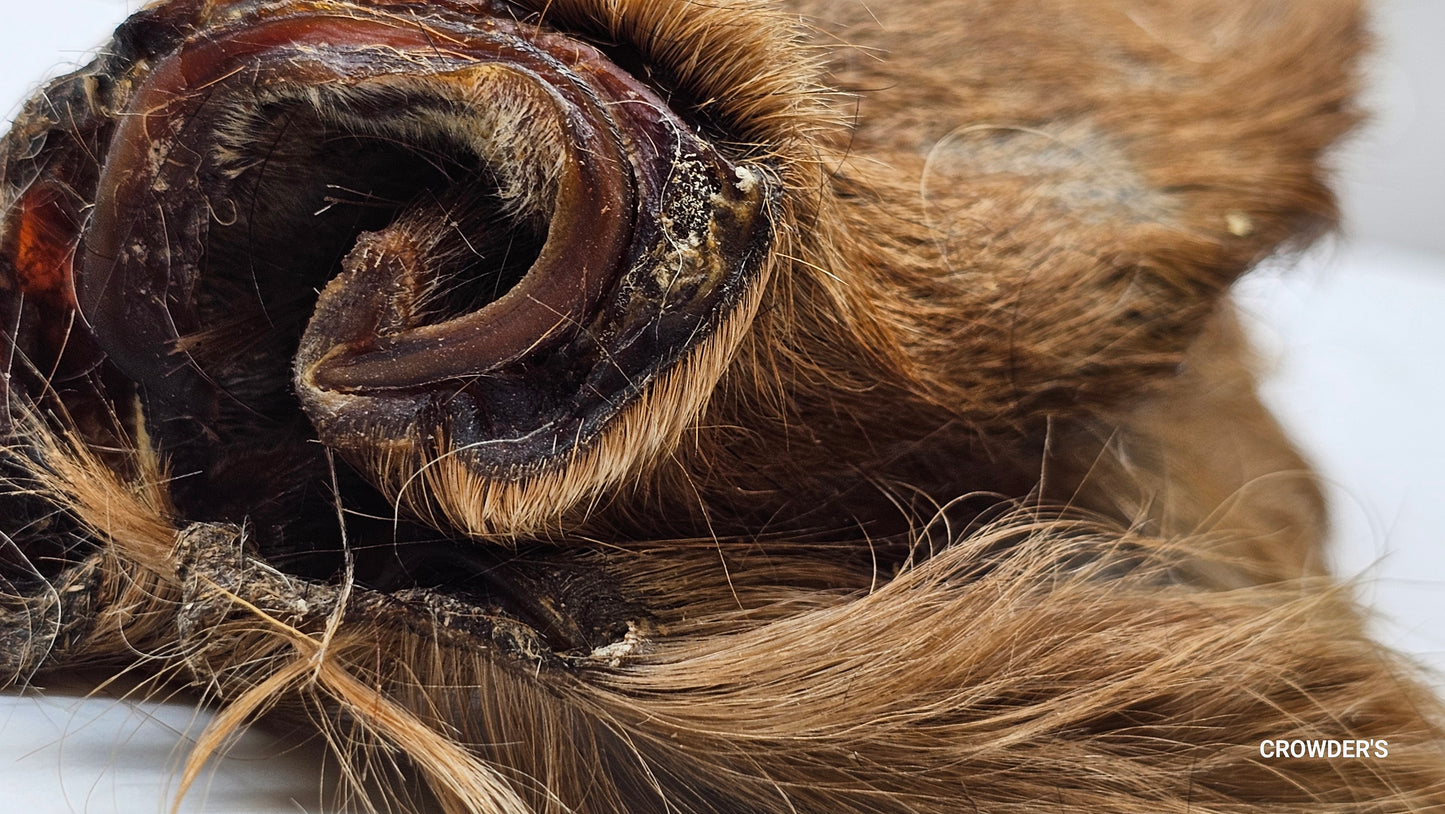 HAIRY COW EAR