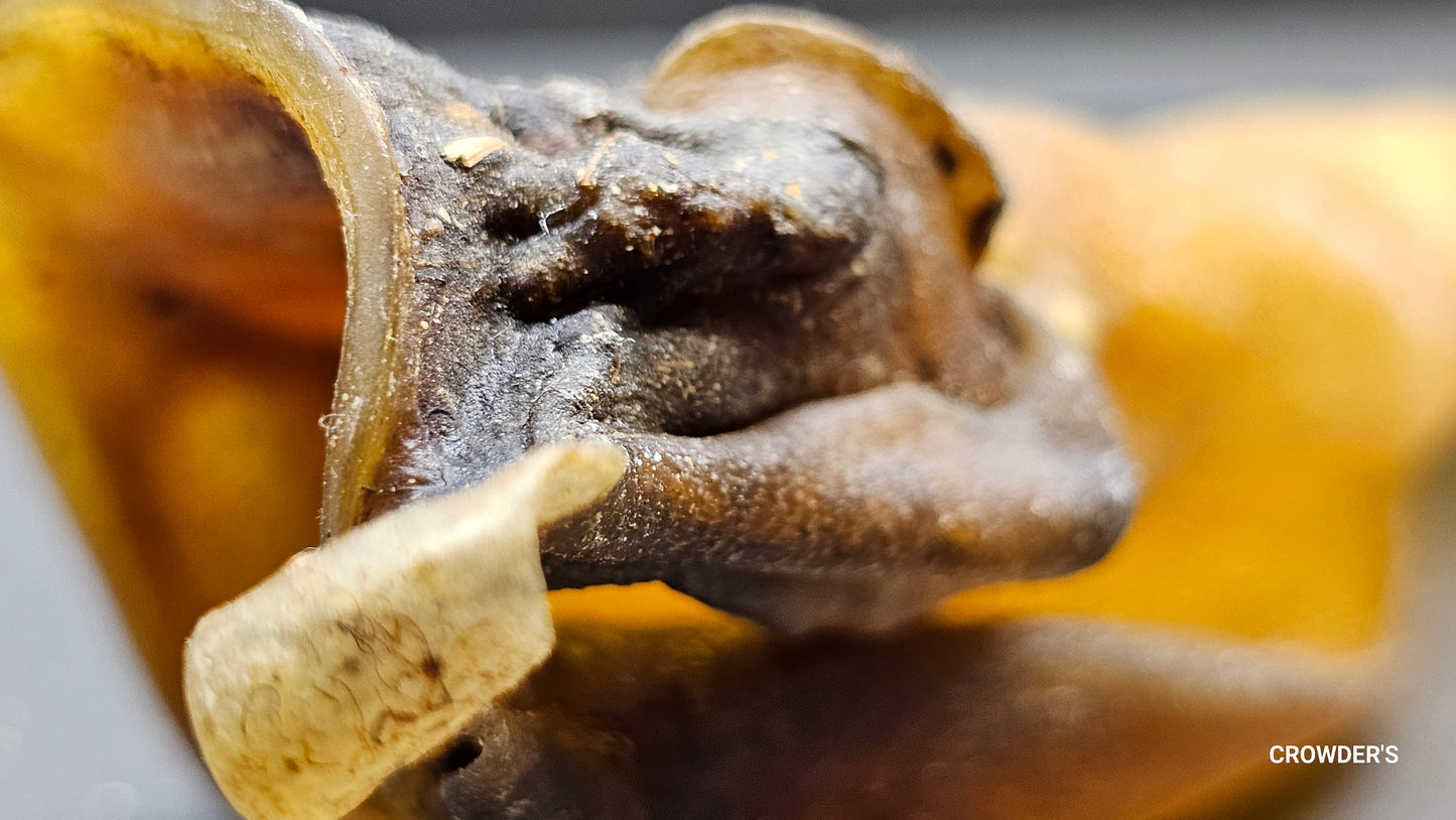 BUFFALO EAR
