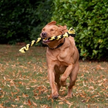 Playtime Bumble Bee Ropey Twist