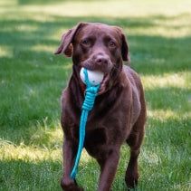 Chase Floating Ropey Ball Tug