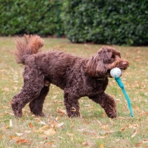 Chase Floating Ropey Ball Tug
