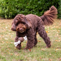 Tough Coffee Grounds Ropey Rugby Tugger