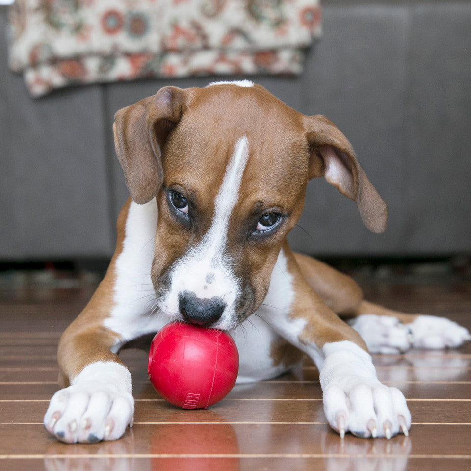 KONG Ball w/Hole