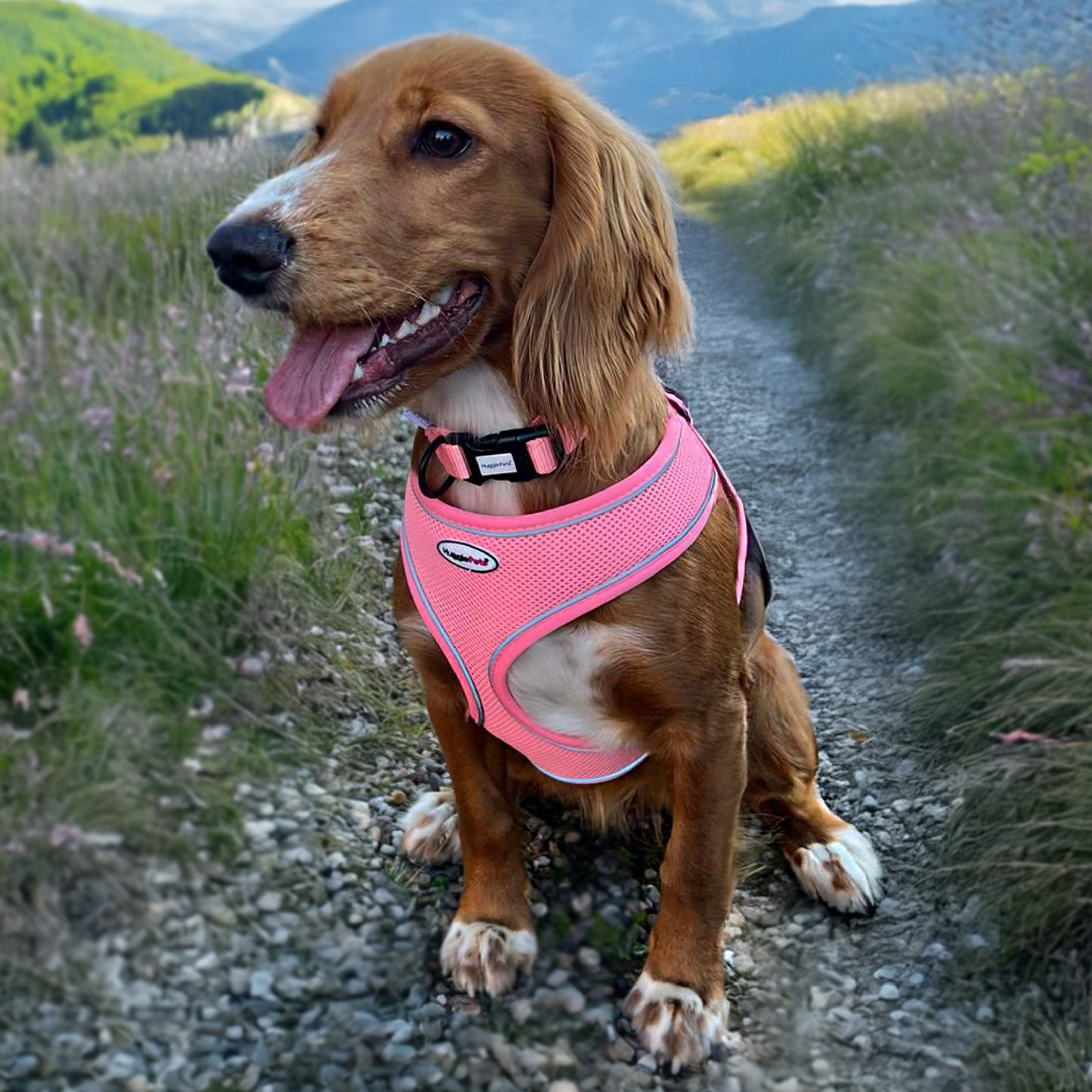 HugglePets Adjustable Snappy Dog Collar large 45cm-70cm