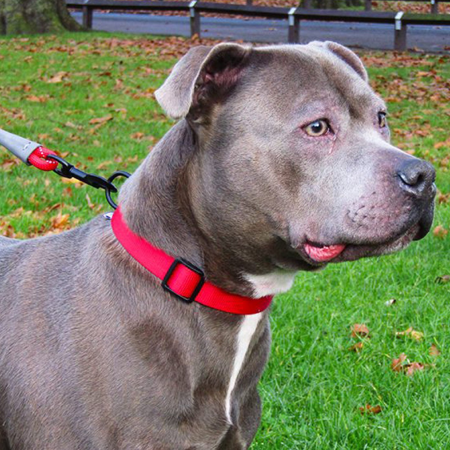 HugglePets Adjustable Snappy Dog Collar large 45cm-70cm