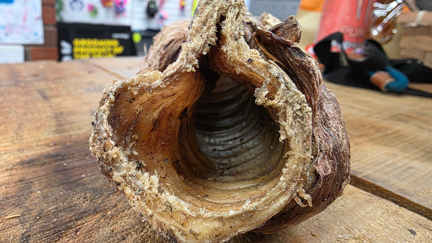 BUFFALO TRACHEA WRAPPED IN LUNG
