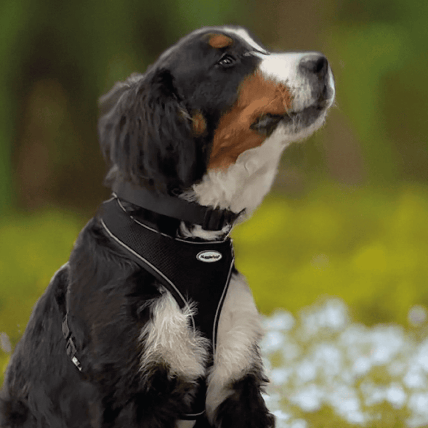 HugglePets Adjustable Snappy Dog Collar large 45cm-70cm