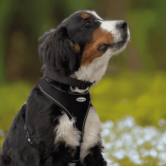 HugglePets Adjustable Snappy Dog Collar large 45cm-70cm