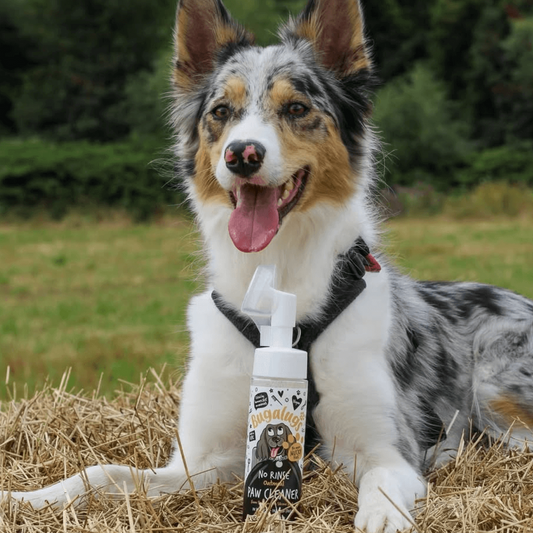 Bugalugs Oatmeal No-Rinse Paw Cleaner for Dogs & Cats 200ml