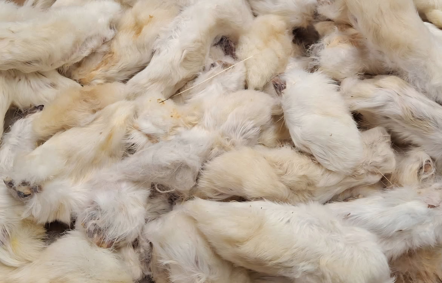 Rabbit feet